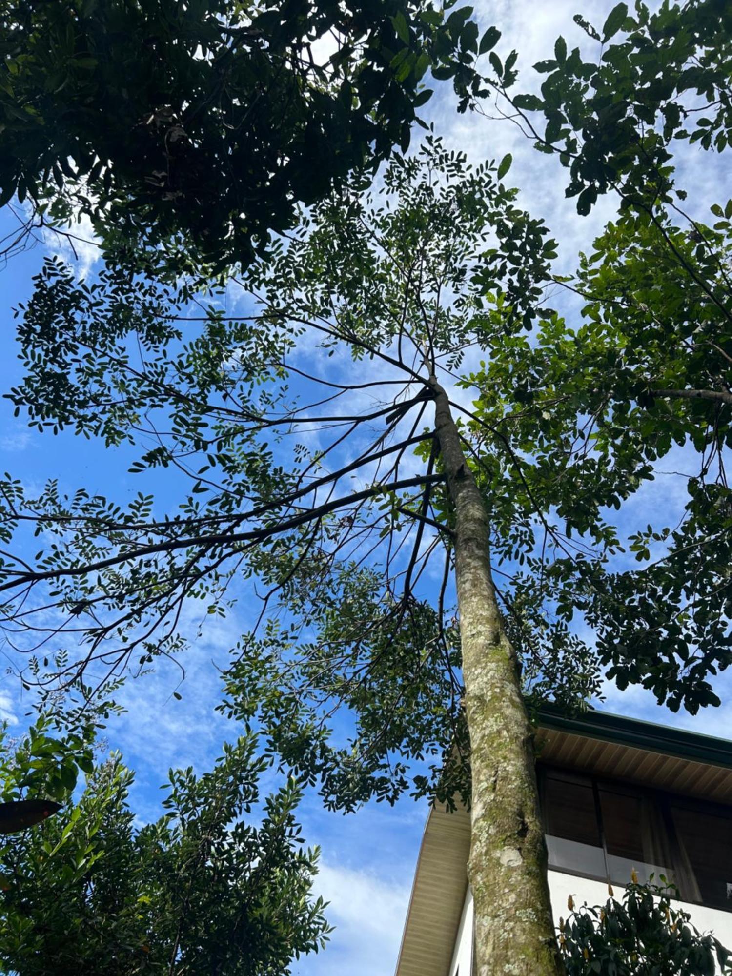 Eco Villas Tambor Tucanes Luaran gambar