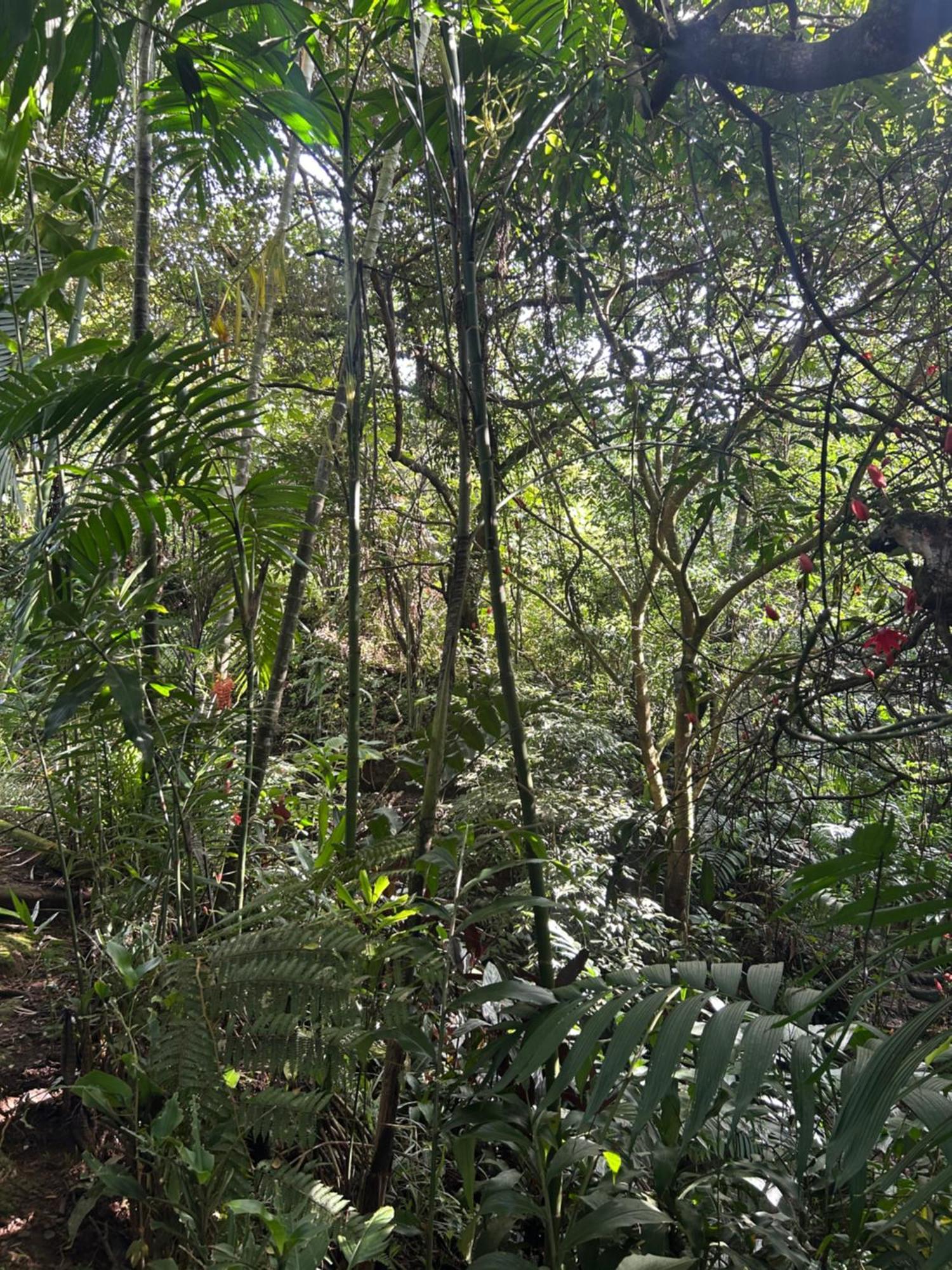 Eco Villas Tambor Tucanes Luaran gambar